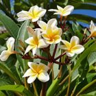 ...Frangipani zum Geburtstag...