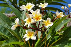 ...Frangipani zum Geburtstag...