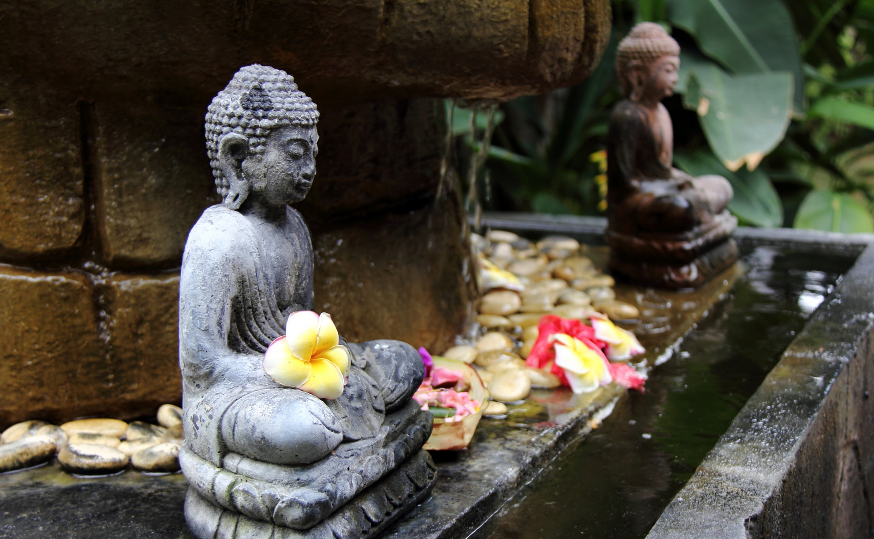 Frangipaniblüte getragen von Budda