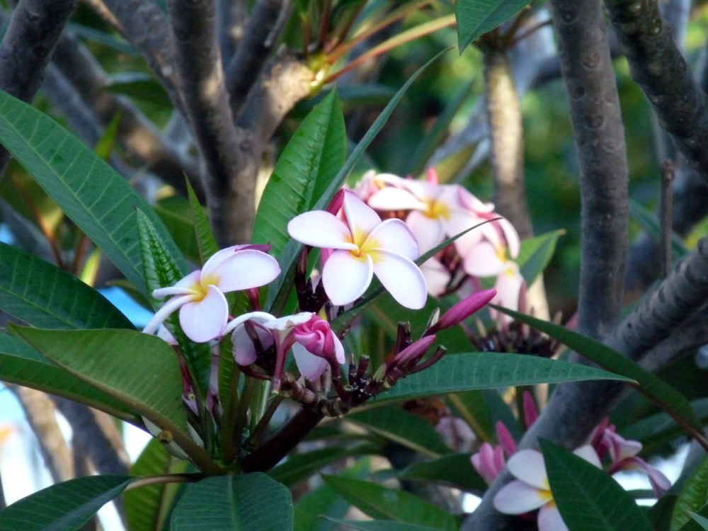 Frangipaniblüten