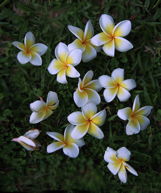 Frangipaniblüten zum Blümchentag