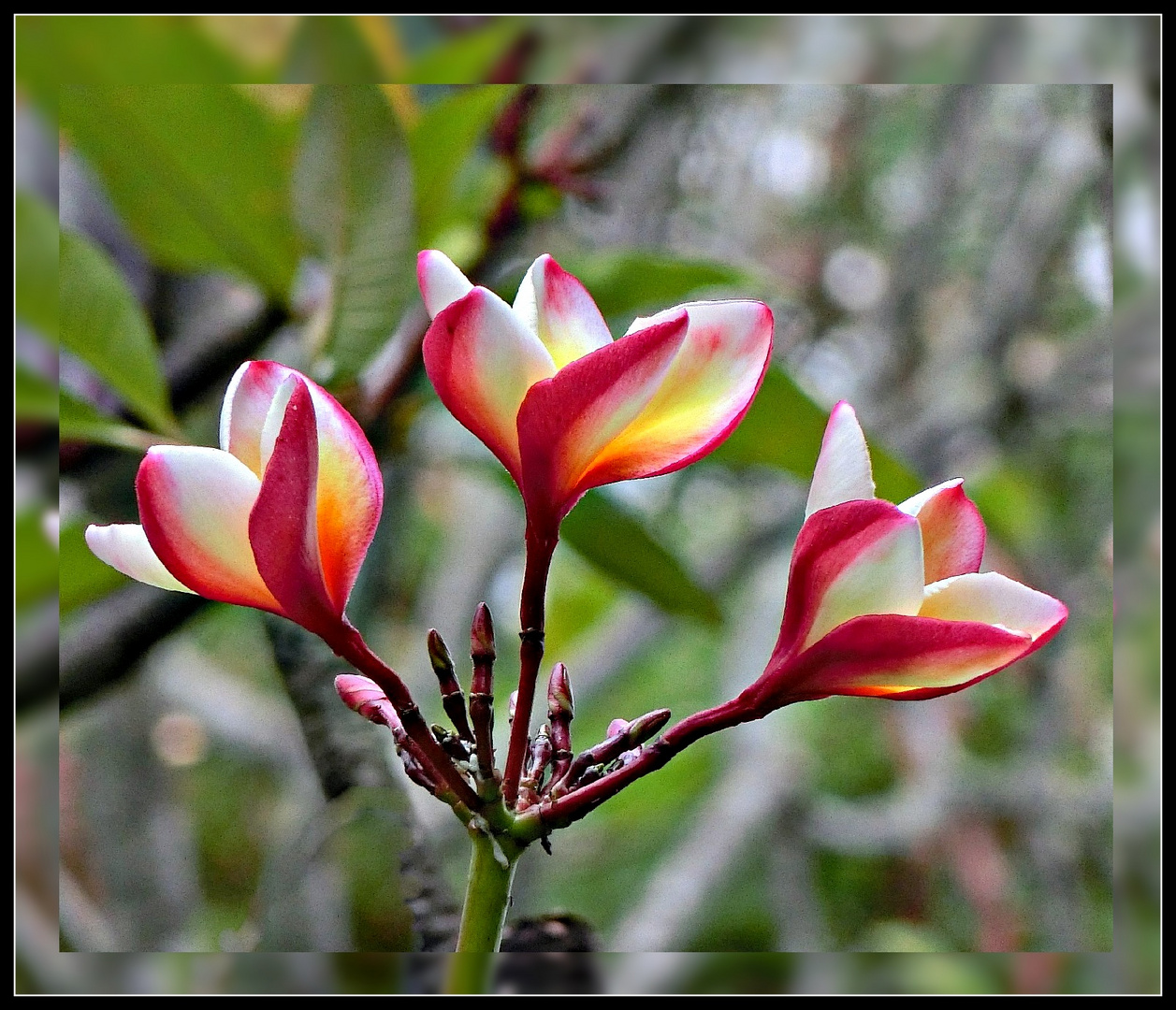 frangipanier en fleurs