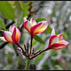 frangipanier en fleurs