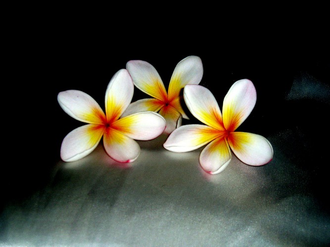 Frangipani's by night