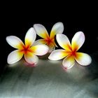 Frangipani's by night