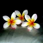 Frangipani's by night