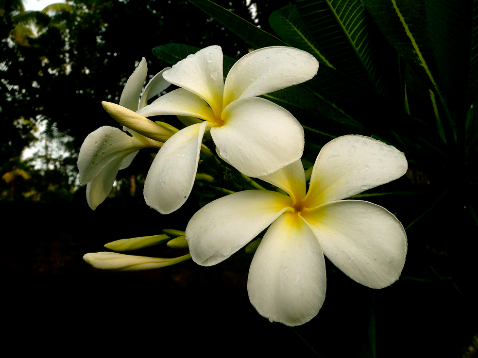 Franjipani