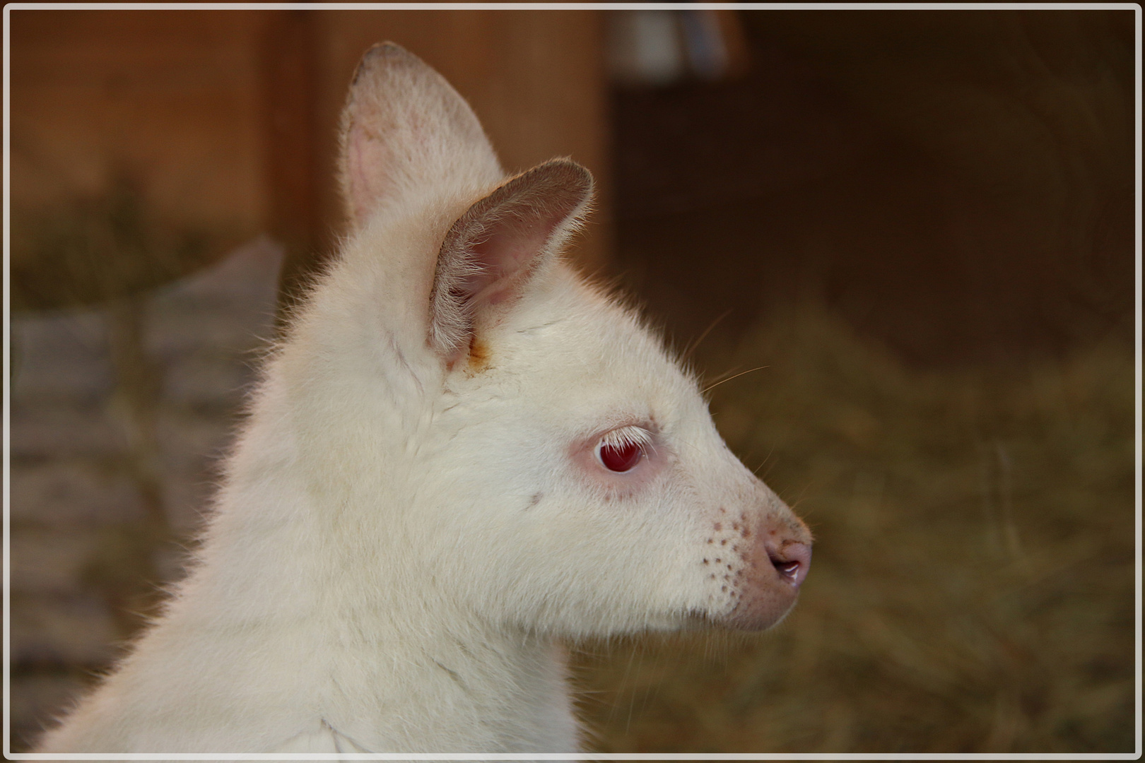 Frank, das Albino-Känguru