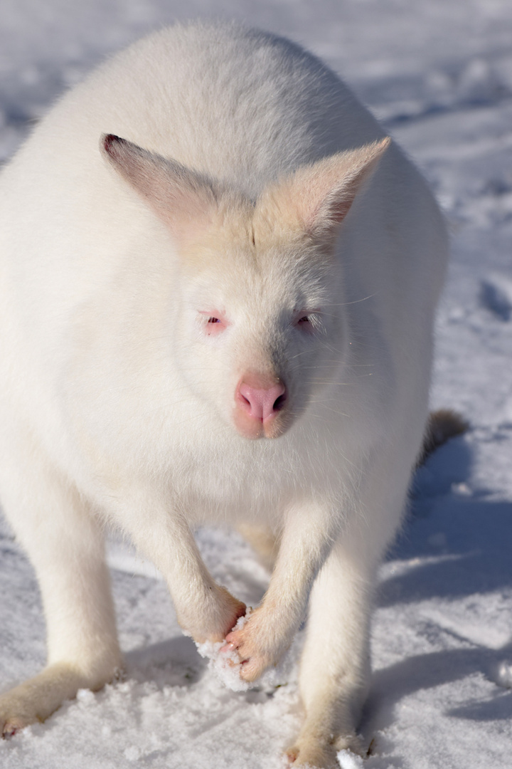 Frank das weiße Känguru im Schnee!