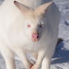 Frank das weiße Känguru im Schnee!