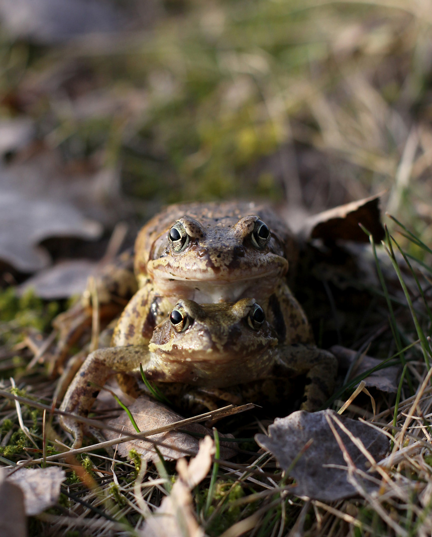 Franken-Fröschla