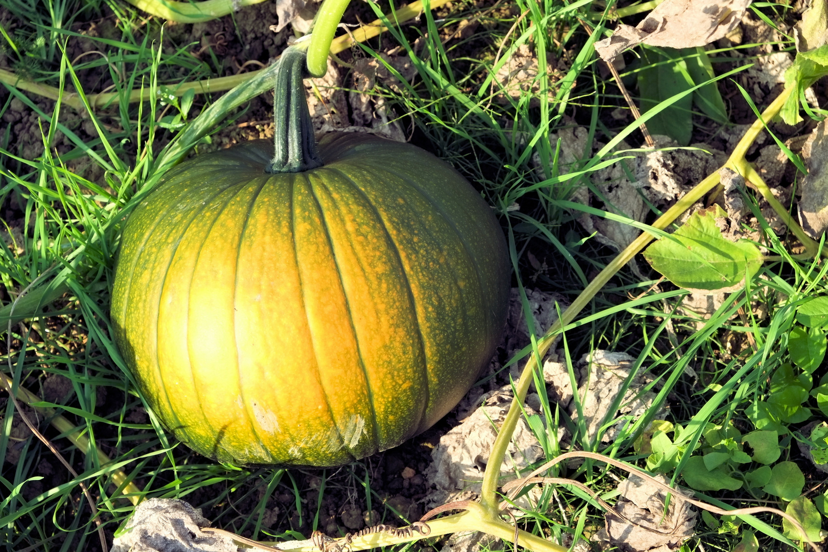 Franken im Frühherbst II