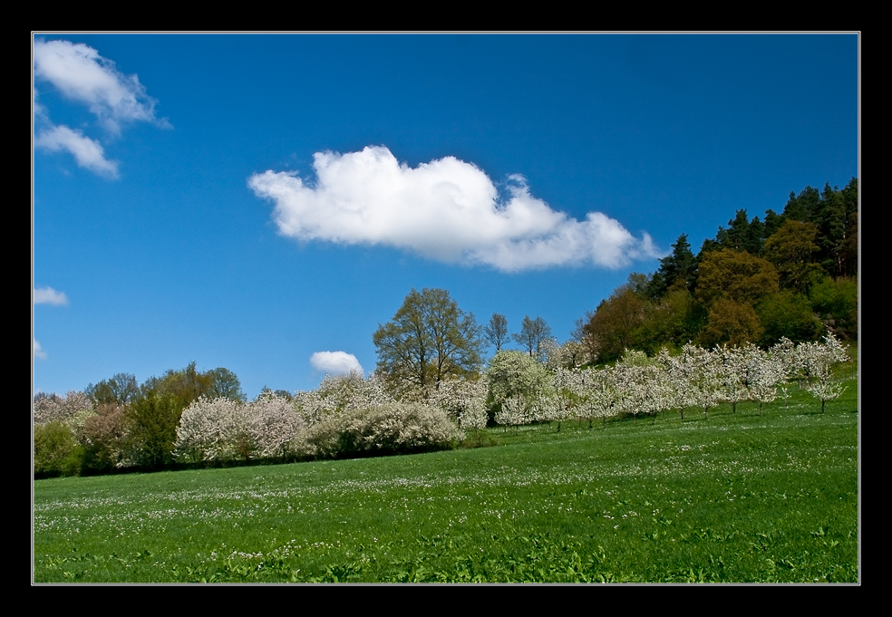 Franken zur Kirschblüte