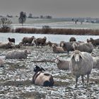 Frankenhardter Schafe im Winterpferch