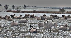 Frankenhardter Schafe im Winterpferch