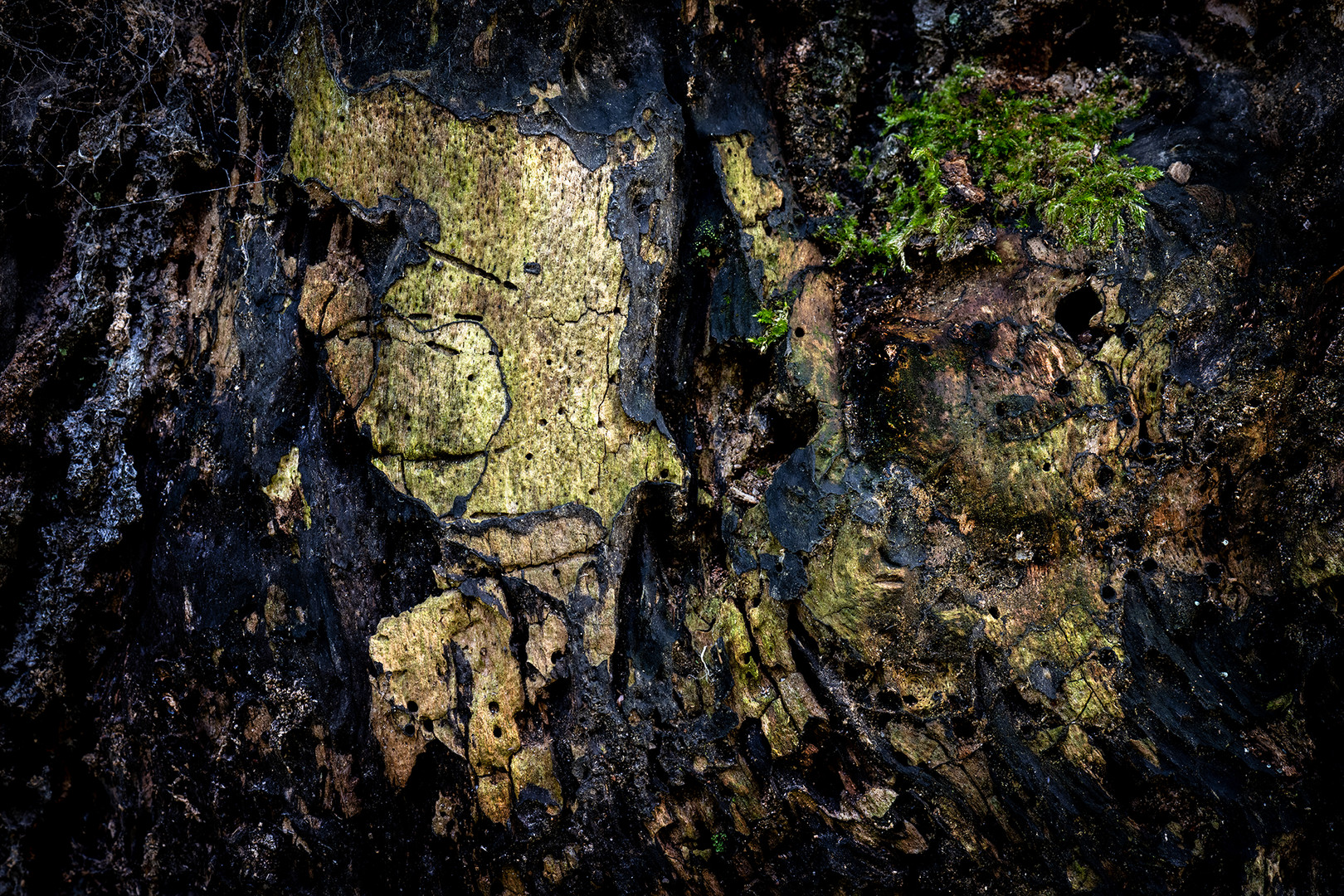 Frankenstein mit Sonnenbrille sich von einem Totenkopf mit grüner Perücke abwendend