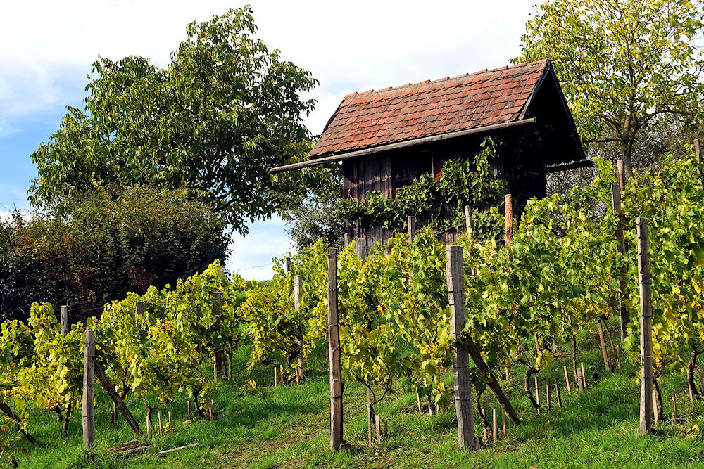 Frankenwein wie dazumal