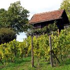 Frankenwein wie dazumal