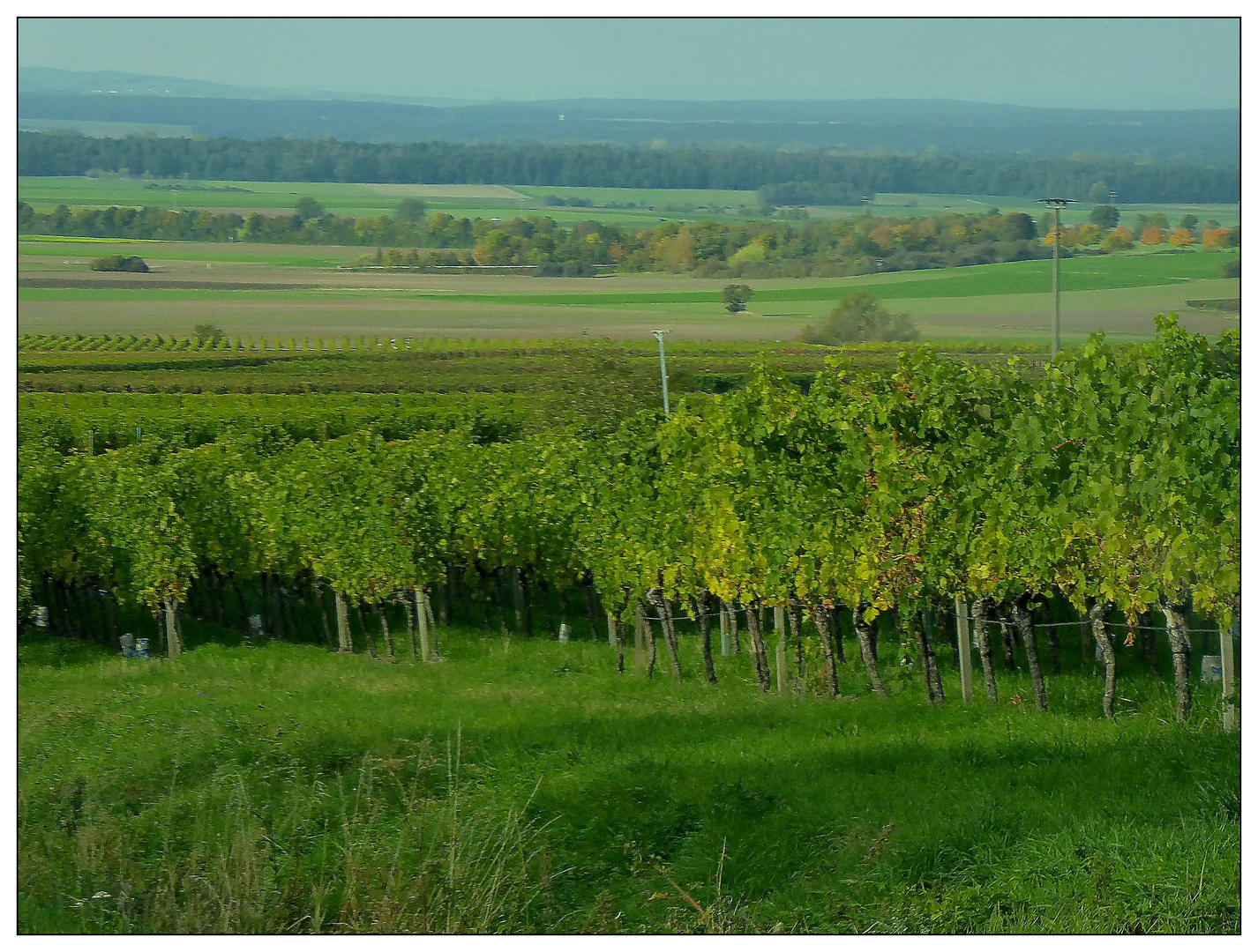 Frankenweinberge