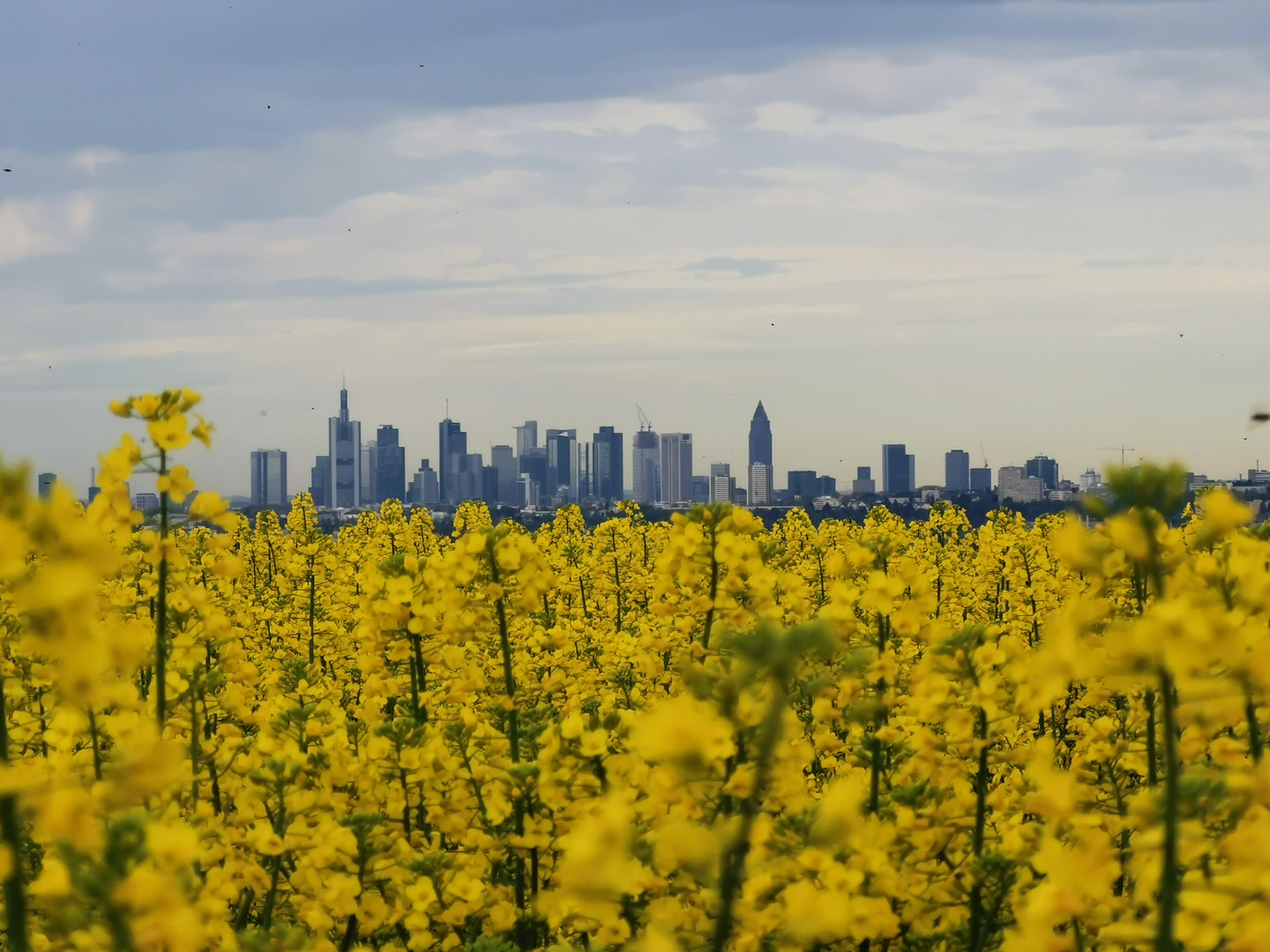 Frankfurt bei Raps 