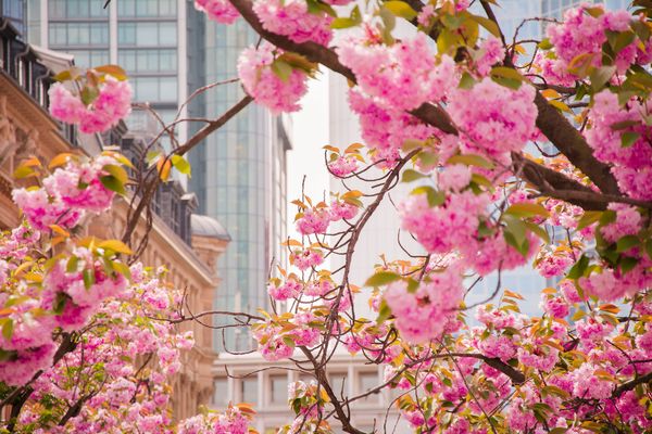 Frankfurt blüht auf 2