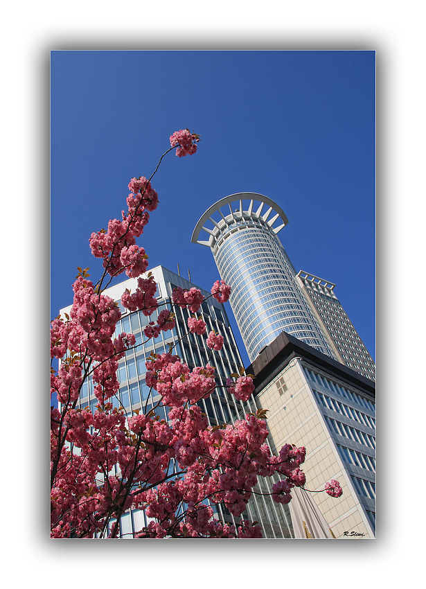 Frankfurt im Frühling