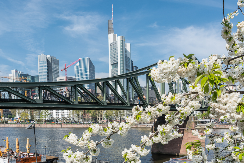 Frankfurt in der Blütenzeit