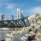 Frankfurt in der Blütenzeit