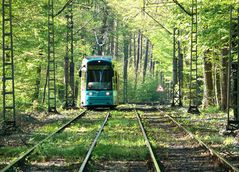 ...Frankfurt ist schön...04...Begegnung im Wald...