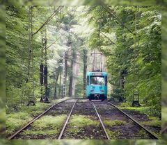 ...Frankfurt ist schön...43...neulich im Wald...3