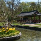 Frankfurt: Koreanischer Garten im Frühling