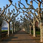 Frankfurt - Promenade am Untermainkai