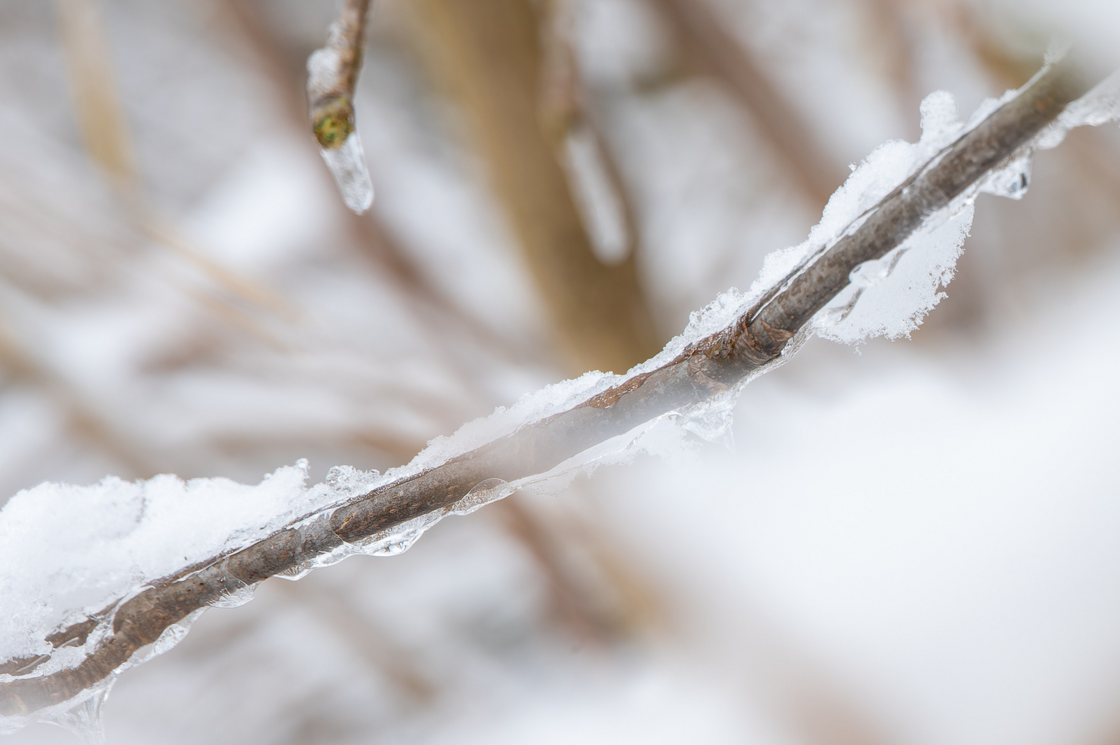 Frankfurt Sinai Wildnis mit Schnee und Eis