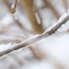 Frankfurt Sinai Wildnis mit Schnee und Eis