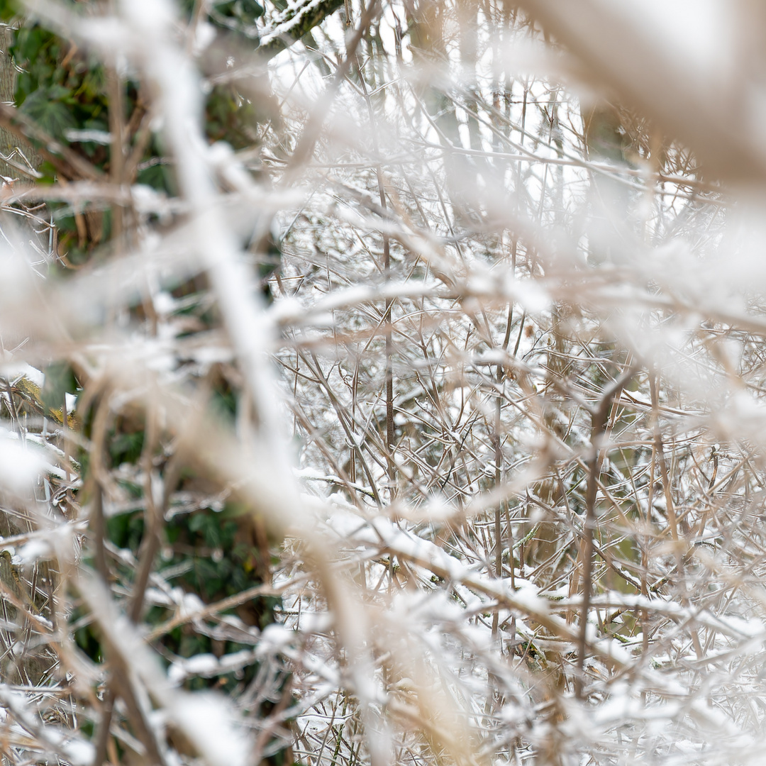 Frankfurt Sinai Wildnis mit Schnee und Eis 2