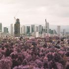 Frankfurt Skyline 