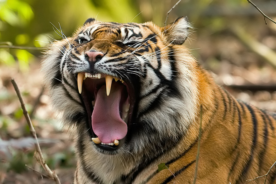 Frankfurt Tigers