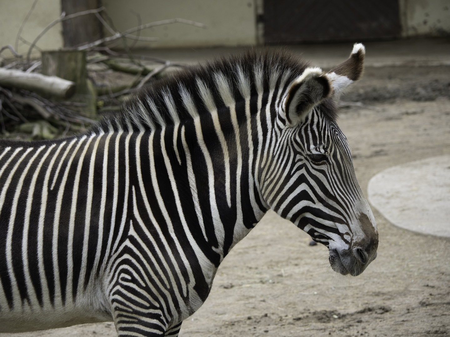 Frankfurt-Zoo