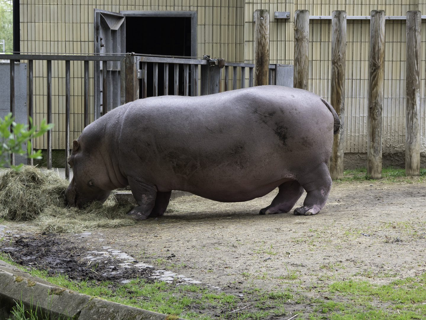 Frankfurt-Zoo