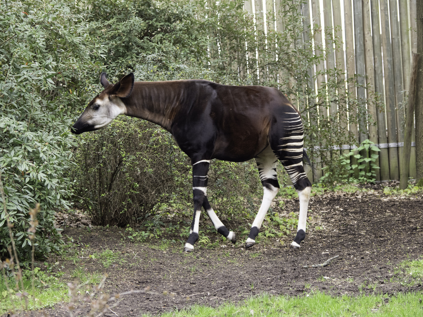 Frankfurt-Zoo