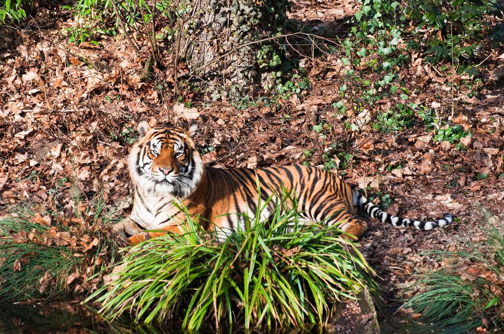 Frankfurt Zoo II