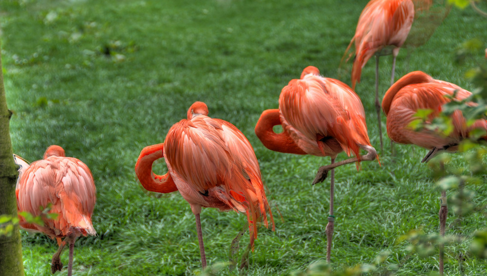 Frankfurt Zoo II