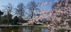 Frankfurter Frühling