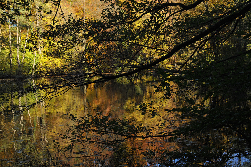 Frankfurter Herbstgold 01