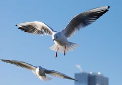 Frankfurter Möwen # Gaviotas en Frankfurt # 1