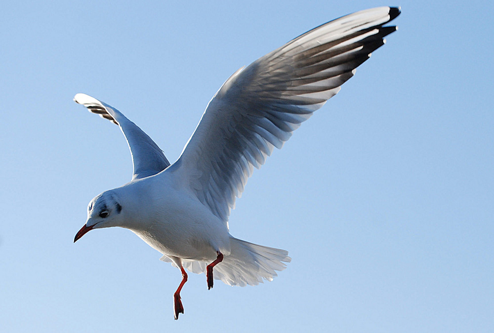 Frankfurter Möwen # Gaviotas en Frankfurt # 2 Foto & Bild | tiere