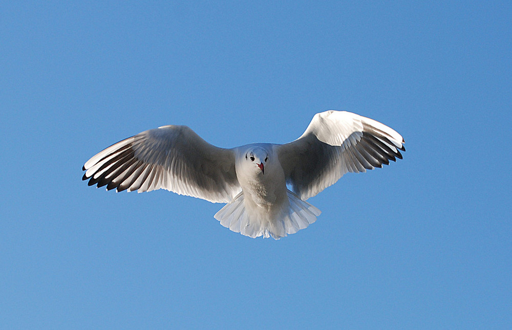 Frankfurter Möwen # Gaviotas en Frankfurt # 3