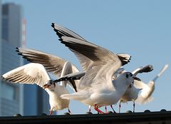 Frankfurter Möwen # Gaviotas en Frankfurt # 4