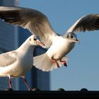 Frankfurter Möwen # Gaviotas en Frankfurt # 5