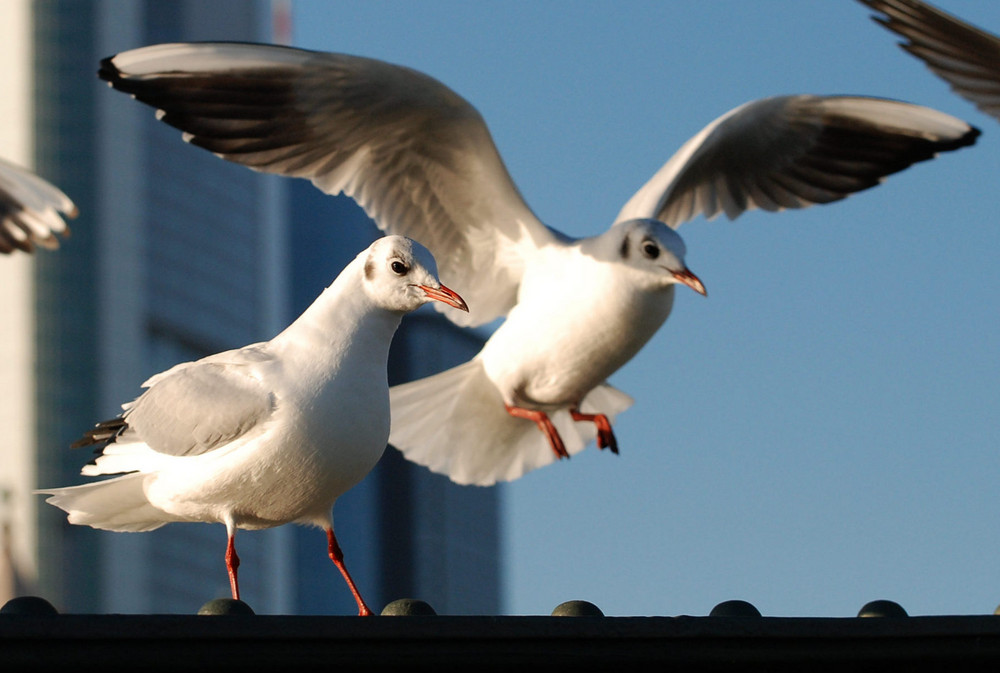 Frankfurter Möwen # Gaviotas en Frankfurt # 5